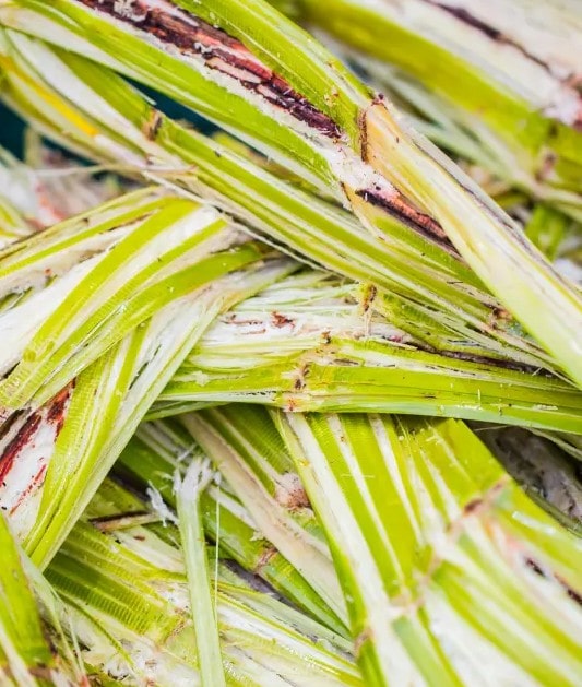 picture: BIOMUP (bioplastics)